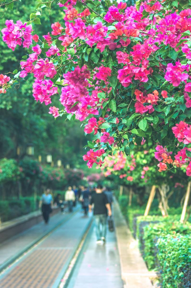 深圳，深圳.jpg